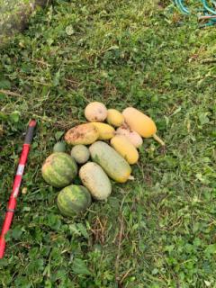 squash